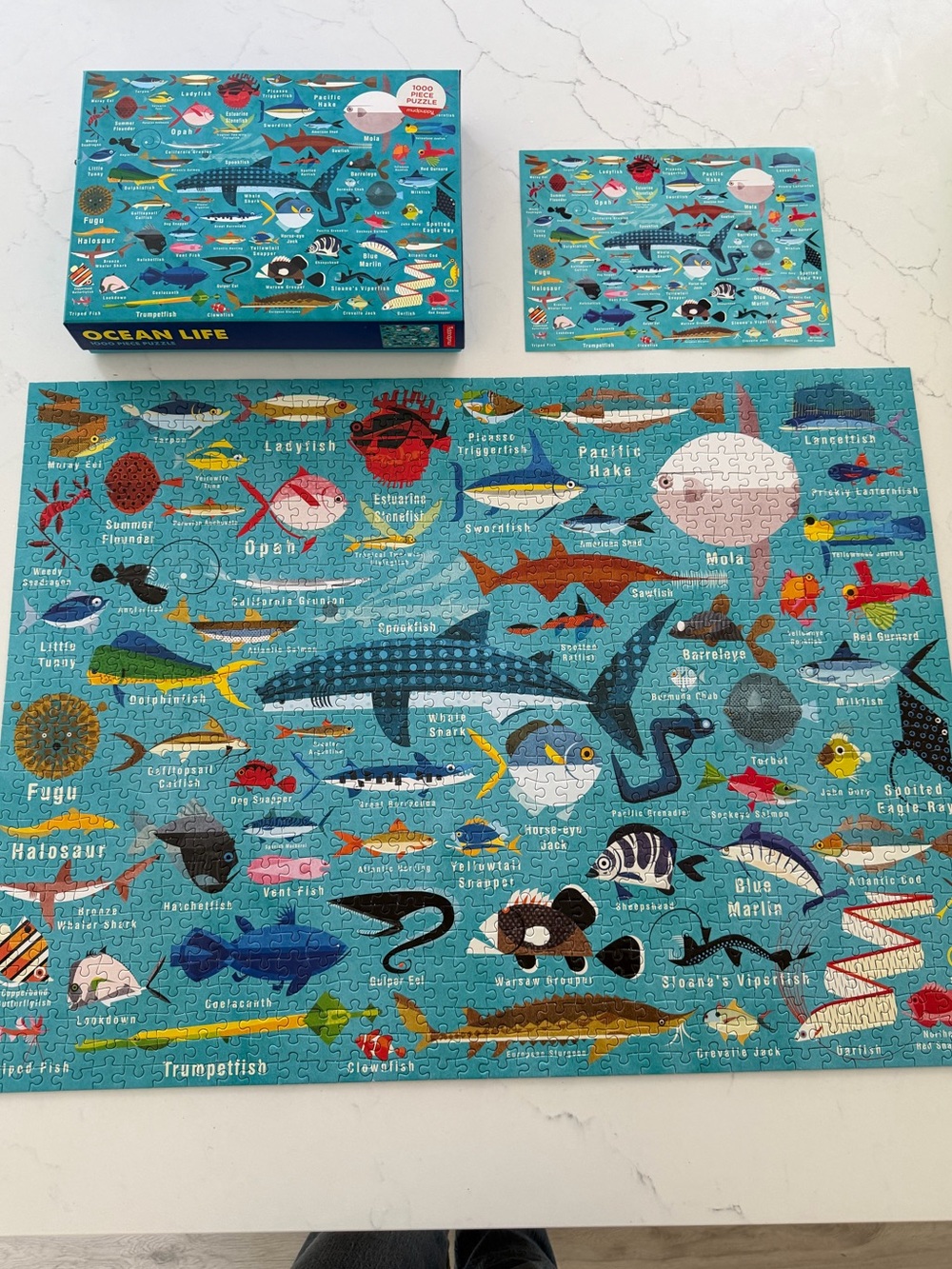 Ocean life mudpuppy puzzle